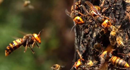 Nine Hospitalized After Wasp Attack In Madolsima